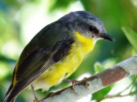 Eastern Yellow Robin